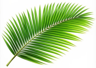 Obraz premium A palm leaf isolated on a white background with a simple design and simple lines in a high resolution high quality high definition clipart style with no shadows
