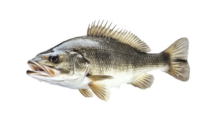 Fototapeta premium Large Bass Fish Isolated on transparent Background, PNG file, graphic resources 