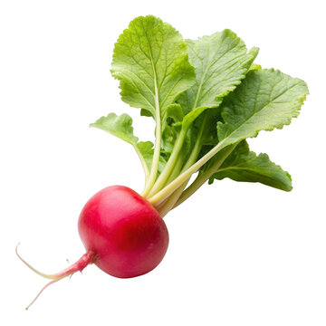 recommend clip art: radish isolated on white