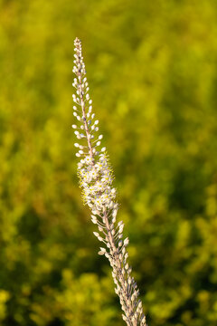 A Blooming Squill