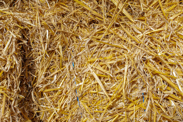 Texture of yellow straw hay in sunlight.
