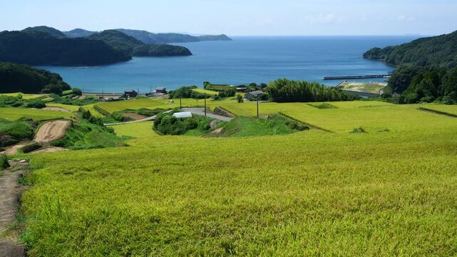 刈り入れ前の田んぼ