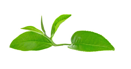 Green tea leaf isolated on transparent png