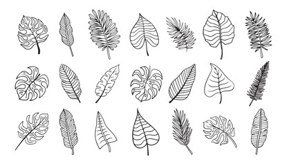 Palm tropical exotic leaves outline sketch. Tropical palm leave doodle, isolated linear doodle style. 