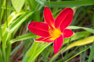 Gros plan d'une fleur d'hémérocalle rouge