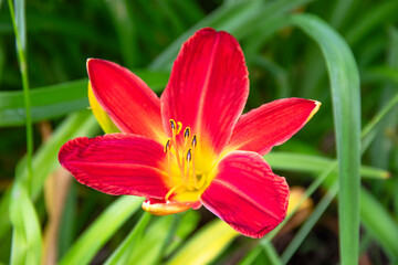 Gros plan d'une fleur d'h&eacute;m&eacute;rocalle rouge