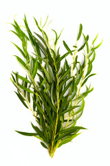 weeping willow tree branch clipart