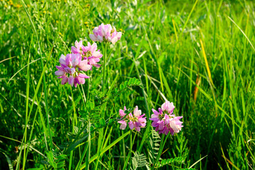 securigera varia or multicolored corymbose