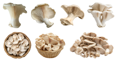 Oyster mushroom Pleurotus ostreatus hiratake fungus fungi vegetable, many angles and view side top front basket slice isolated on transparent cutout, PNG file. Mockup template for artwork design