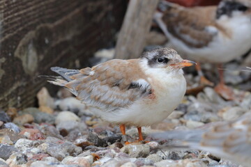 sterna hirundo