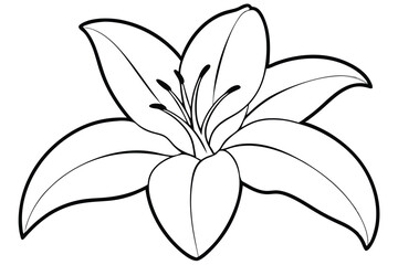 A Lily flower line art vector illustration