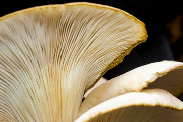 A cluster of Oyster Mushrooms, Pleurotus Ostreatus, as seen from below against a black background