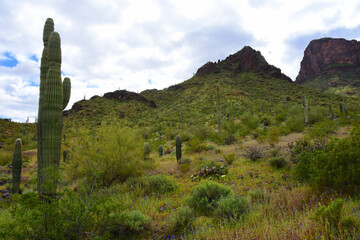 Sonora Desert Arizona Picacho Peak State Park