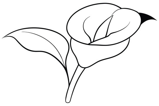 black and white calla lily flower clip art preview