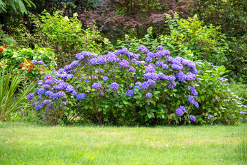 Naklejka premium Massif d'hortensias bleus en pleine floraison