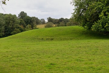 grass and sky