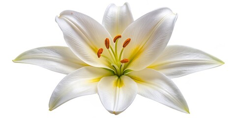 Obraz premium Delicate white lily flower with yellow center and subtle texture, isolated on pure white background, perfect for design and editing, viewed from directly above.