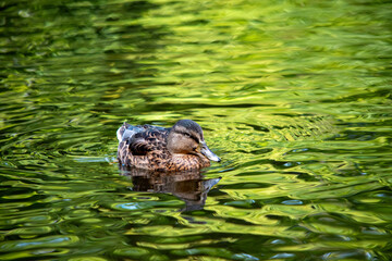 Ente auf grünlich-gelbem Wasser