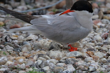 tern