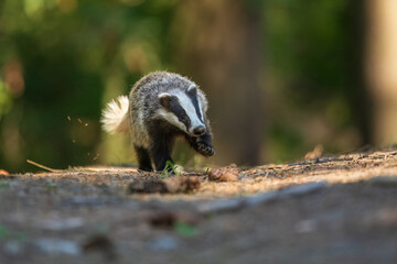 European badger (Meles meles), in the morning light on moss-covered hills standing in the forest, captive, Bohemian Forest, Czech Republic, Europe
