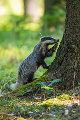 European badger (Meles meles), in the morning light on moss-covered hills standing in the forest, captive, Bohemian Forest, Czech Republic, Europe © Miroslav Srb