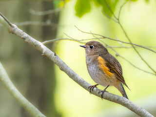 森の中の木陰で枝に留まって周りを見渡しているルリビタキ