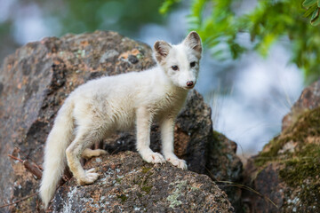 Single cute little arctic fox relax on the rock. clean and bright green background with golden sun...