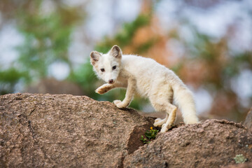 Fototapeta premium Single cute little arctic fox relax on the rock. clean and bright green background with golden sun light. beautiful scenery..