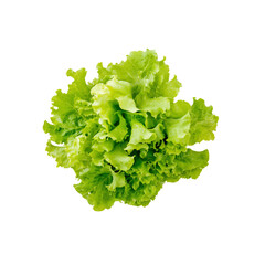 Fresh Green Lettuce Isolated on White Background