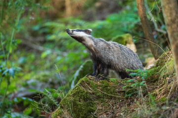 European badger (Meles meles), in the morning light on moss-covered hills standing in the forest, captive, Bohemian Forest, Czech Republic, Europe