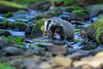 European badger, Meles meles, low angle photo of big male in rainy day, drinking from forest lake, reflecting itself in calm water surface. Autumn in czech highlands. Isolated badger drinking water. © Miroslav Srb