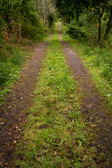 asturias forest trail in Spain