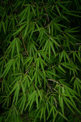 Bamboo leaves with rain drops