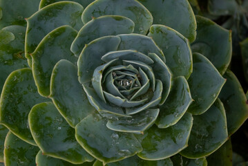 Fototapeta premium Crasulacea plant close up shot