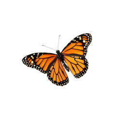Fototapeta premium Monarch Butterfly in Flight, Isolated on White Background