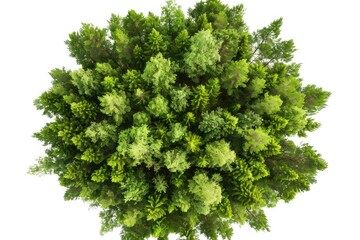 Obraz premium A top-down view of a green tree with trunk and branches, suitable for use in environmental or botanical contexts