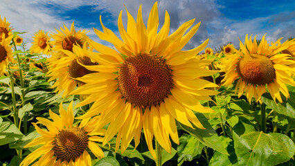 beautiful sunflower fields with cloudy skies  in kent.