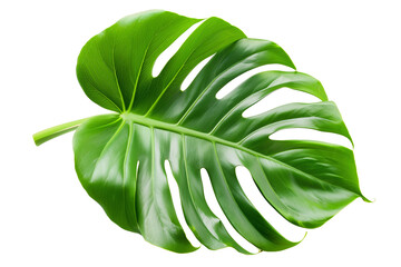 Monstera deliciosa leaf or Swiss cheese plant isolated on transparent white background.