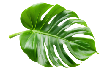 Monstera deliciosa leaf or Swiss cheese plant isolated on transparent white background.