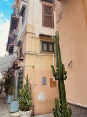 cactus on a italy street