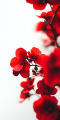 Close-up of vibrant red blossoms on a branch with a white blurred background, creating a striking contrast and showcasing natural beauty.