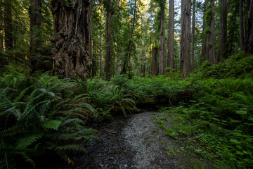 Small Creek Flows into Ferns and Redwood Forest