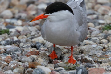 tern