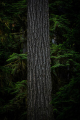 Straight Gray Tree Trunk Stands Out Against Dark Forest
