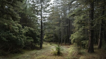 Obraz premium Forest Path in Misty Woods