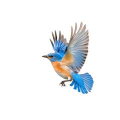 Fototapeta premium Bluebird in Flight Against a Black Background