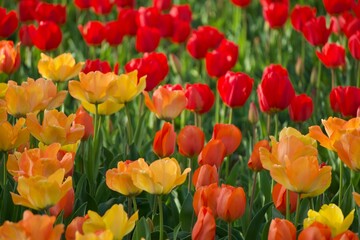 赤と黄のチューリップ
