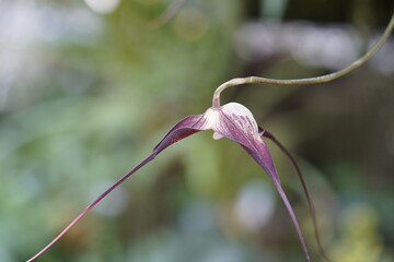 
Dracula hirtzii, Orchidaceae family,  is a miniature orchid with very large flowers characterized by a white background heavily covered with purple spotting and sepal points. 