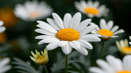 Obraz premium Bunch White And Yellow Flowers Field