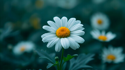 Bunch White And Yellow Flowers Field